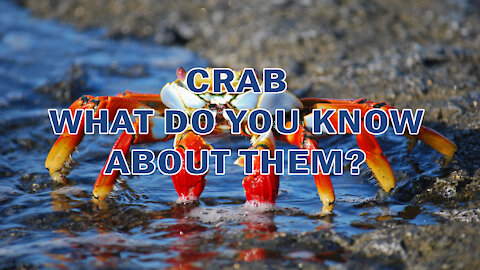 CRAB| WHAT DO YOU KNOW ABOUT THEM?