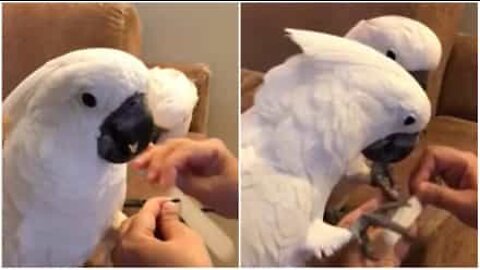 Cockatoos love getting manicures!