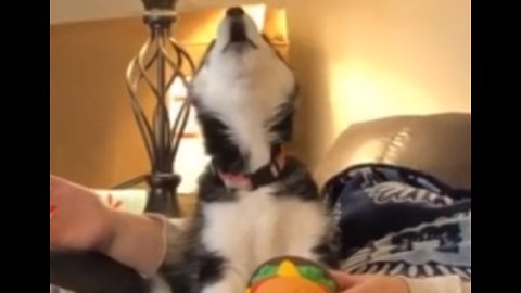 Husky Puppy Learns To Howl With The Help Of A Squeaky Toy