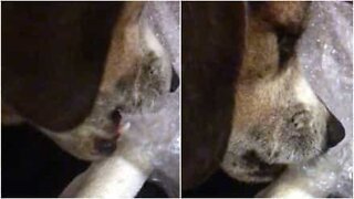 This adorable beagle loves to pop bubble wrap
