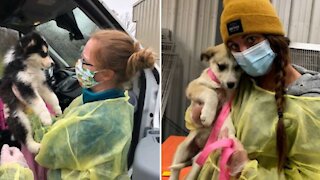 Tons Of Rescued Puppies & Dogs Just Arrived In Ontario And They Need Homes