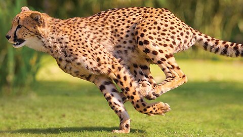 Can Velocity rescue the Gazelle from Hungry Cheetah