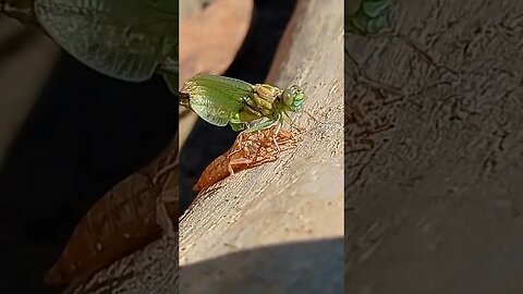 #INCREDIBLE MOMENT. #NEWBORN #DRAGONFLY. Video footage for your videos for free!