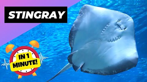Stingray - In 1 Minute! 🌊 The Underestimated Danger Of The Ocean | 1 Minute Animals