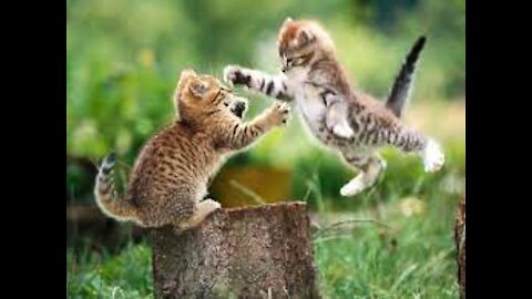 Mother and son playing .beautiful. cats