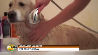 Pet Talk Tuesday – Grooming your pet