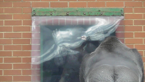 Gorilla makes faces at dad, then the unexpected happens