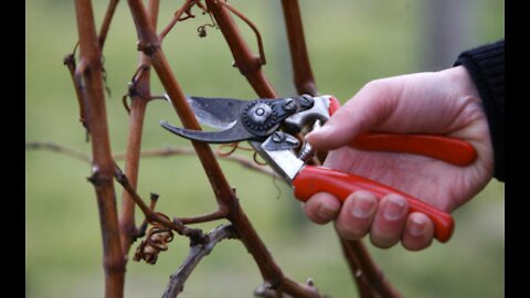 I Am Pruning in My Vineyard