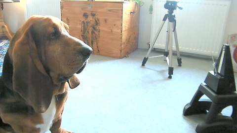 A Basset Hound Gets Hypnotized By A Metronome