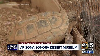 Let's Go Places in Arizona: Saguaro National Park and Arizona-Sonora Desert Museum