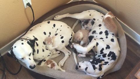 Dalmatian couple adopts 5 foster kittens