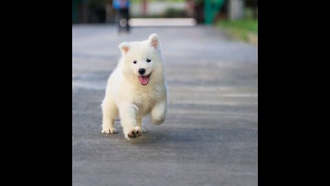 CUTE PUPPY WAS TRICK BY A VET