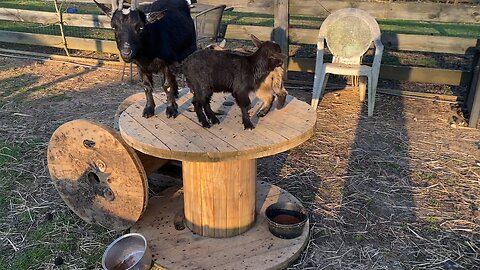 Baby Goat Play