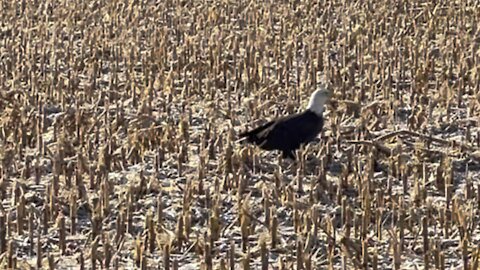 Bald eagle out for a flight