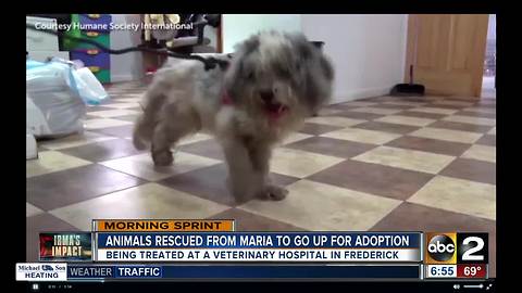 Animals rescued before Maria come to Maryland