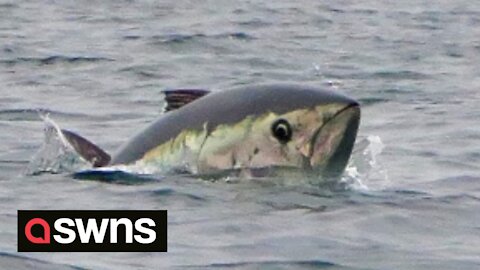 Kayaker paddles three miles out from Cornwall to discover rare bluefin tuna all around him