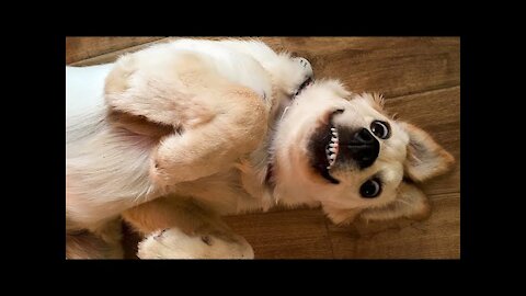 🤣 Funniest 🐶 Dogs - Awesome Funny Pet Animals Life Videos 😇