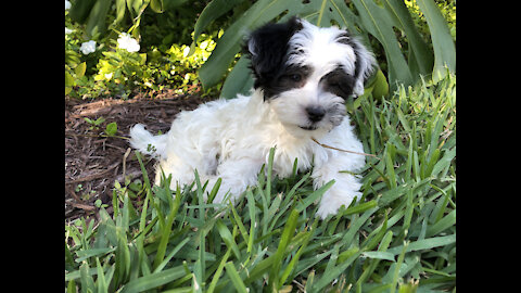 Cutest puppy ever plays with a ball for the first time