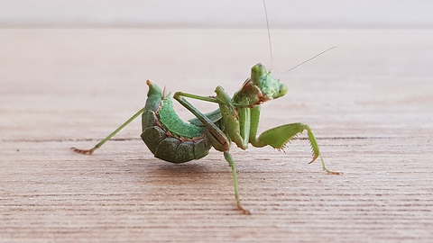 Little mantis "grooming" himself in front of a camera