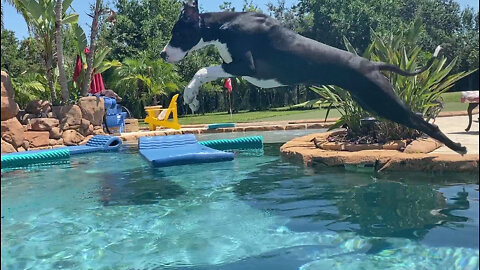 Great Dane practices dock diving & long jumps into pool