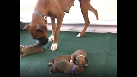 The mother takes care of her puppies