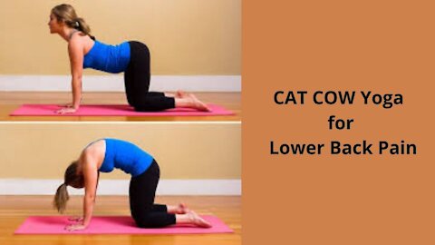 Cat Cow Yoga Pose || yoga Asana For Lower Back Pain