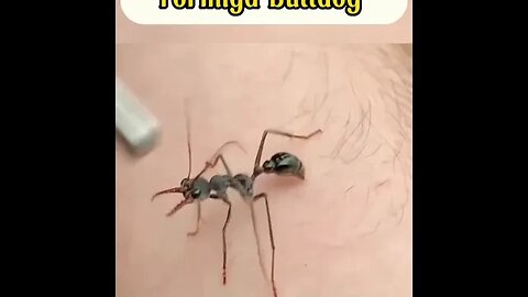 A formiga mais perigosa do mundo #shorts