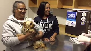 SOUTH AFRICA - Cape Town - Animal Welfare Society of South Africa- Microchipping drive (JzY)
