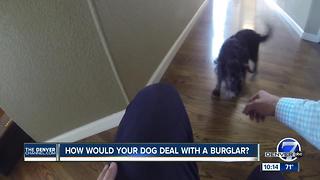 How would your dog deal with a burglar?