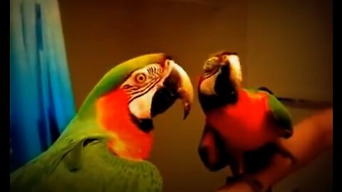 funny bird parrot