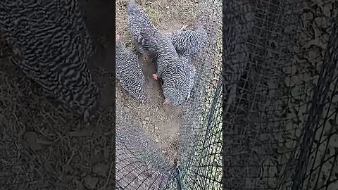 Chickies Enjoying Dust Bath 🥚🐣🐓