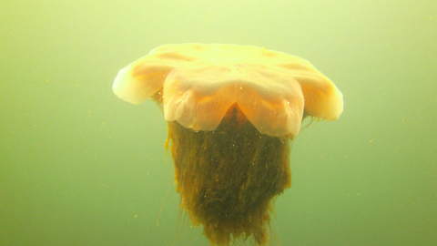 Giant Jellyfish Part 1