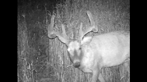 Fred Zepplin 2021, 7/18/21 Big Bucks @ The End!