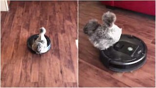 Une poule fan de Roomba!