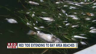 Marine life being harmed by effects of red tide