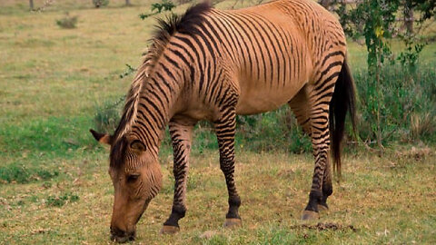 How Bizarre Is A Zebroid?
