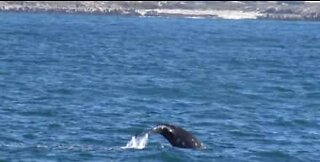 Grey whales and sea lion surprise tourists