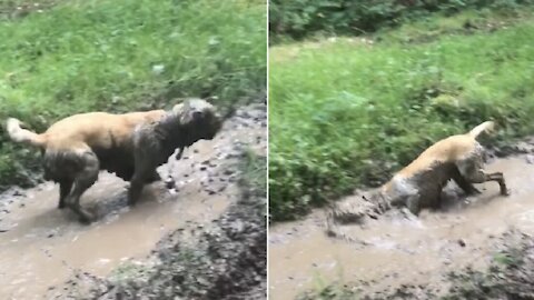 Filthy dog just can't stop rolling in the mud