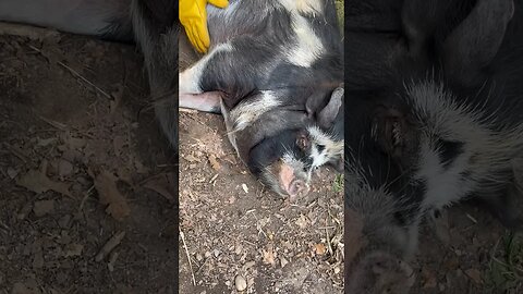 LOOK AT THIS PIG SMILE😊 #kunekune #pigs #minipig #homestead #farmanimals #farming #happy #foryou