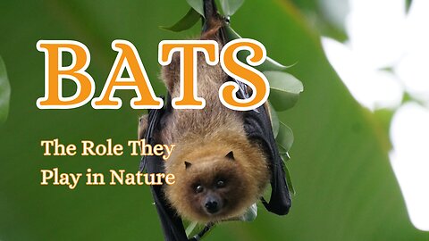 The Crucial Role Bats Play in Nature