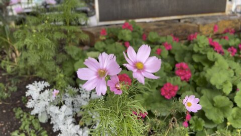 Summer flowers