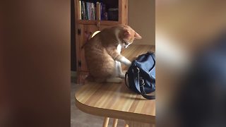 Cat Steals Money from Woman’s Purse