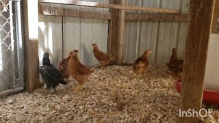 New Hampshire Pullets