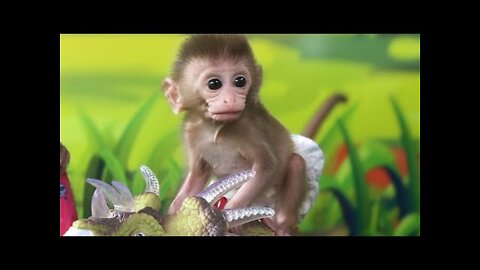 Baby Monkey BiBi Riding a dinosaur, Animals Home