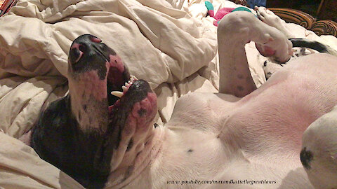 Hilarious Sleepy Smiling Snoring Mikey the Great Dane