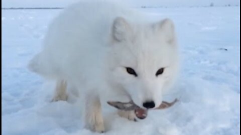 Baby Arctic Fox Steals Mans Fish