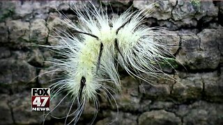 Poisonous caterpillar