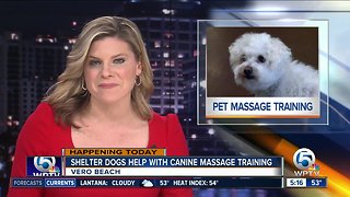 Humane Society of Vero Beach hosts dog massage training classes