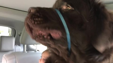 Newfoundland Jumps Into Girl’s Lap Because He's Scared Of Car Rides