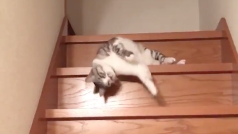 Lazy Cat Down the Stairs - Laziest Cat Ever